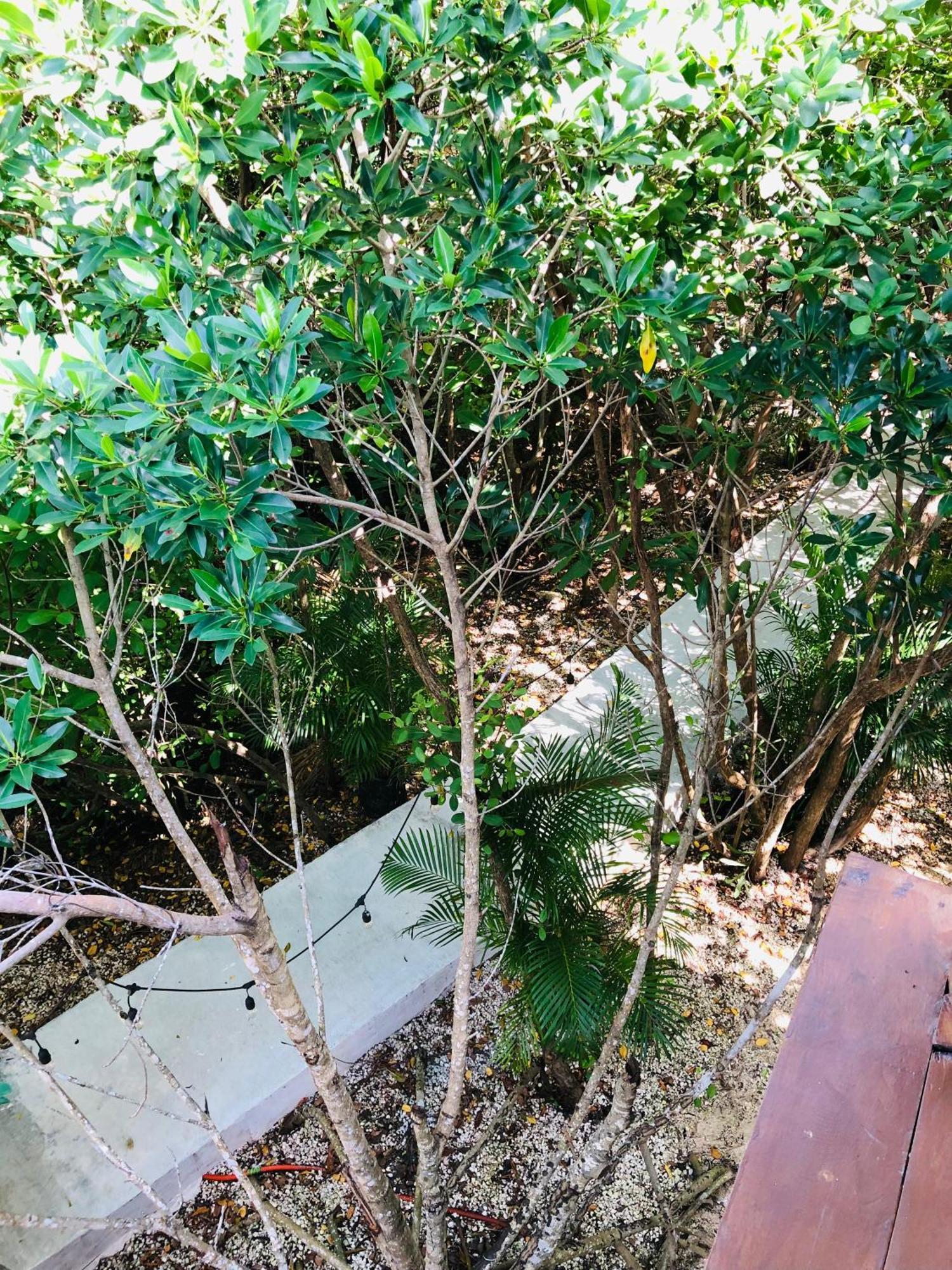 Cabanas Tulum - Aldea Mangle & Cenote Екстер'єр фото